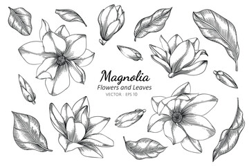 Magnolia flower and leaf drawing illustration with line art on white backgrounds. © suwi19