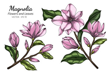 Pink Magnolia flower and leaf drawing illustration with line art on white backgrounds.