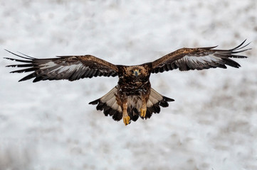 Action photography of Golden Eagle