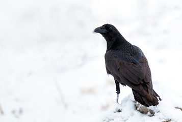Common raven for winter photography