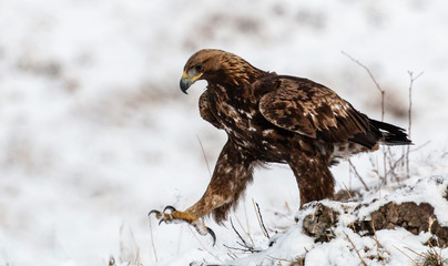 Action photography of Golden Eagle