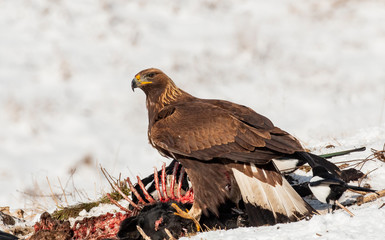 Golden Eagle sitting on dead animal
