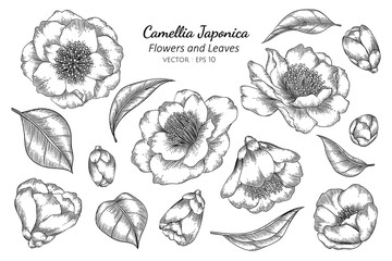 Camellia Japonica flower and leaf drawing illustration with line art on white backgrounds. - obrazy, fototapety, plakaty