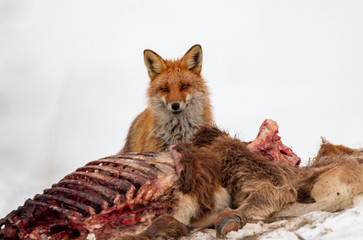 Red fox portrait photography