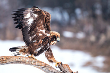 Action photography of Golden Eagle