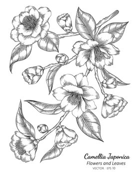 Camellia Japonica Flower And Leaf Drawing Illustration With Line Art On White Backgrounds.