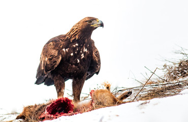Action photography of Golden Eagle