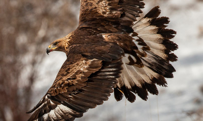Action photography of Golden Eagle