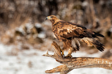 Action photography of Golden Eagle