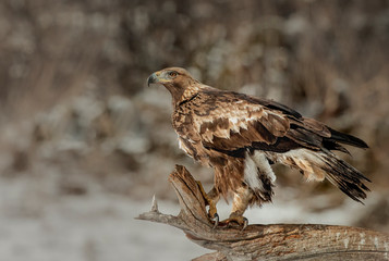 Action photography of Golden Eagle
