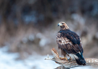 Action photography of Golden Eagle