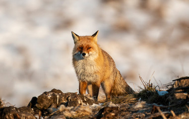 Naklejka na ściany i meble Red fox portrait photography