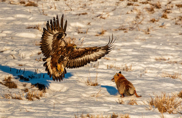 Golden eagle attacking red fox