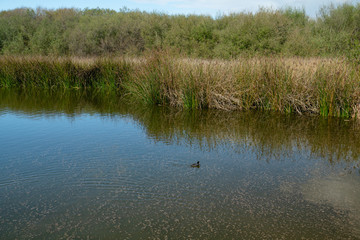 Oso Flaco Lake in Oceano Dunes, California. Oso Flaco is a freshwater lake, and it is a refuge for local and migrating birds