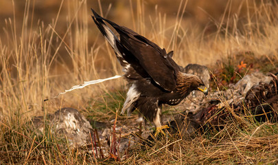 Action photography of Golden Eagle