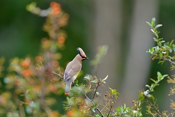ピラカンサの実を食べに来たヒレンジャク