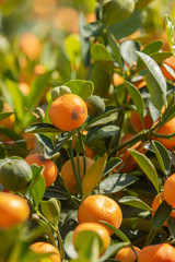 tangerine trees with fruits as background