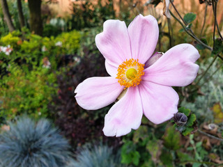 Pink flower of Cosmos bipinnatus in the garden.