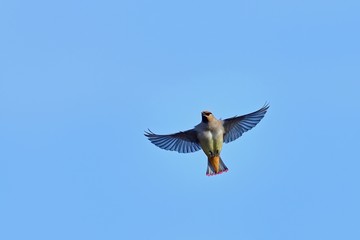 青空バックに華麗に飛ぶヒレンジャク