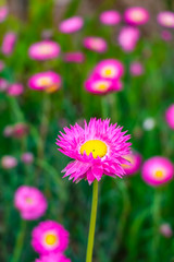 Obraz premium Spring Time. Pink Flowers In The Garden Blossom Suring Spring Season.