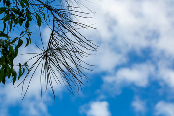 blue sky with clouds
