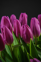 spring flowers purple tulips on green background. closeup