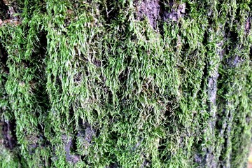 evocative image of green moss texture on tree bark