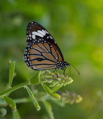butterfly on a flower