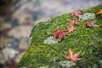 View of Red maple drop on the moss near the canal in Gifu park, Japan.