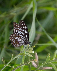 butterfly on flower