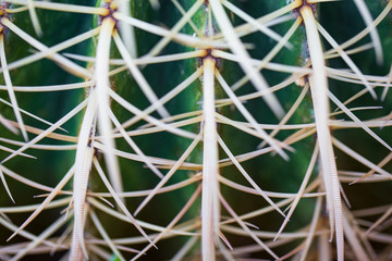 close up of cactus