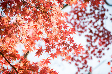 The scenery of the red maple leaves in autumn season.