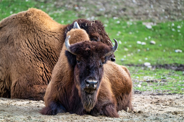 American buffalo known as bison, Bos bison in the zoo