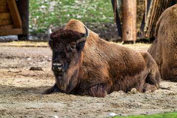 American buffalo known as bison, Bos bison in the zoo © rudiernst