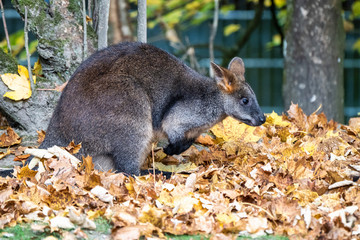 Swamp Wallaby, Wallabia bicolor, is one of the smaller kangaroos