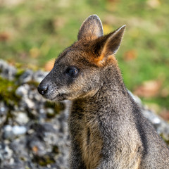 Swamp Wallaby, Wallabia bicolor, is one of the smaller kangaroos