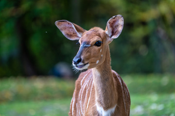 Nyala Antelope - Tragelaphus angasii. Wild life animal.