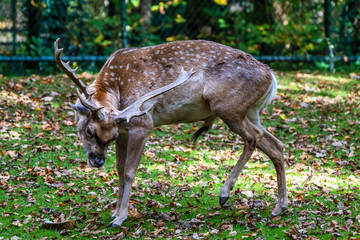 The fallow deer, Dama mesopotamica is a ruminant mammal