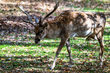 The fallow deer, Dama mesopotamica is a ruminant mammal