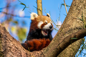 The red panda, Ailurus fulgens, also called the lesser panda.