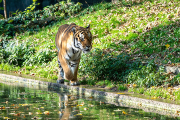 The Siberian tiger,Panthera tigris altaica in the zoo