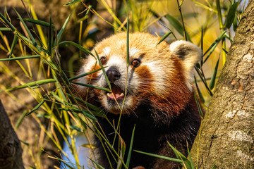The red panda, Ailurus fulgens, also called the lesser panda.