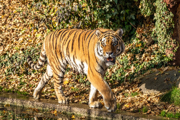 The Siberian tiger,Panthera tigris altaica in the zoo