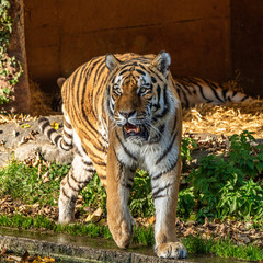 The Siberian tiger,Panthera tigris altaica in the zoo