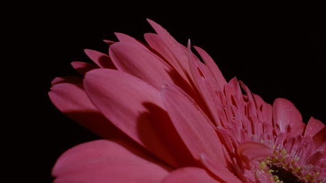 Red/pink daisy flower macro close shot in studio with black backdrop 4k color graded