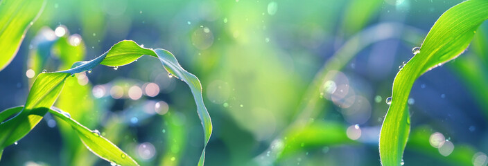 dew drops on green leaves close up. nature scene. ecology concept.  banner. copy space