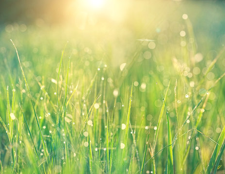 green grass nature background. grass with drops dew close up. summer season. artistic image of purity freshness nature. ecology, earth day concept.