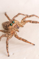 A spider in macro view, jumper spider