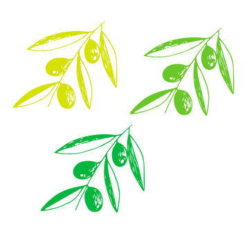 Set, three green olive branches in different shades, vector illustration