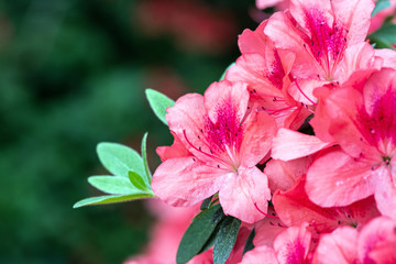 Azalea. A beautifully flowering species of plants from the genus Rhododendron.